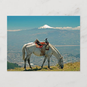 Pferd & Vulkan, Quito, Ecuador Postkarte