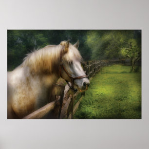Pferd - Weißer Hengst Poster