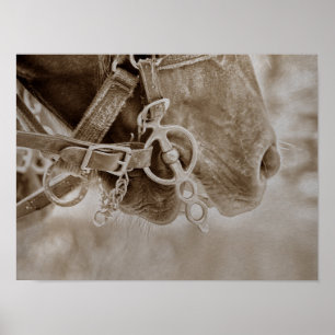 Pferd Western Vintage Sepia Rustikal Poster