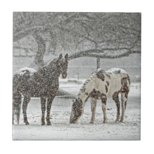 Pferd Winter Schnee Bauernhof Ranch Tiere schneebe Fliese
