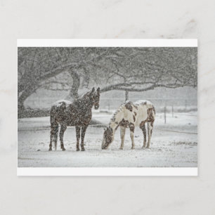 Pferd Winter Schnee Bauernhof Ranch Tiere schneebe Postkarte