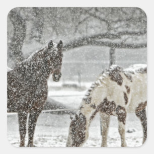 Pferd Winter Schnee Bauernhof Ranch Tiere schneebe Quadratischer Aufkleber