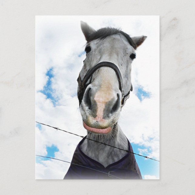 Pferd wird schwatzen - Funny Face Postkarte (Vorderseite)