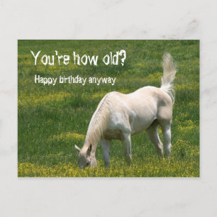 Pferd zum Geburtstag Postkarte