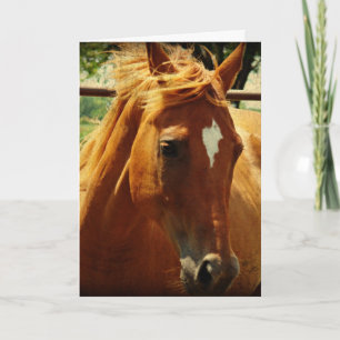 Pferde, Alles Gute Zum Geburtstag Karte