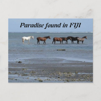 Pferde am Strand in Fidschi Postkarte