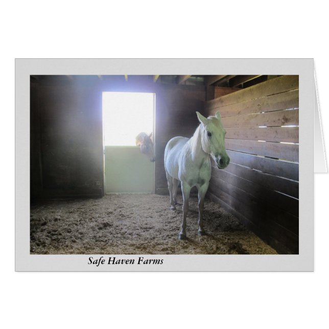 Pferde an der Erholung an den sicherer (Vorderseite (Horizontal))