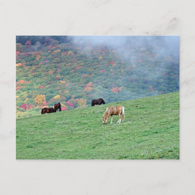 Pferde auf dem Berg Postkarte (Vorderseite)