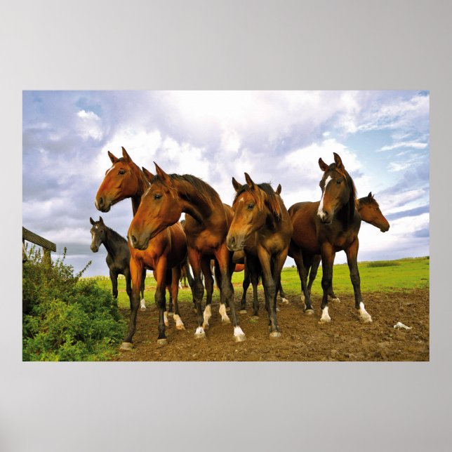 Pferde auf dem Feld Poster (Vorne)
