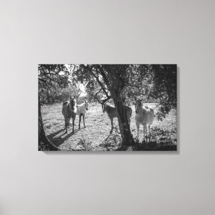 Pferde auf dem Gebiet Leinwanddruck