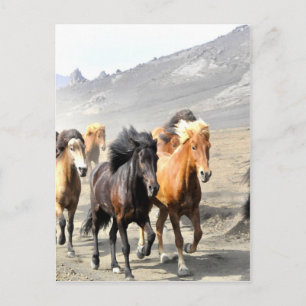 Pferde auf dem Weg zum Erfolg Postkarte