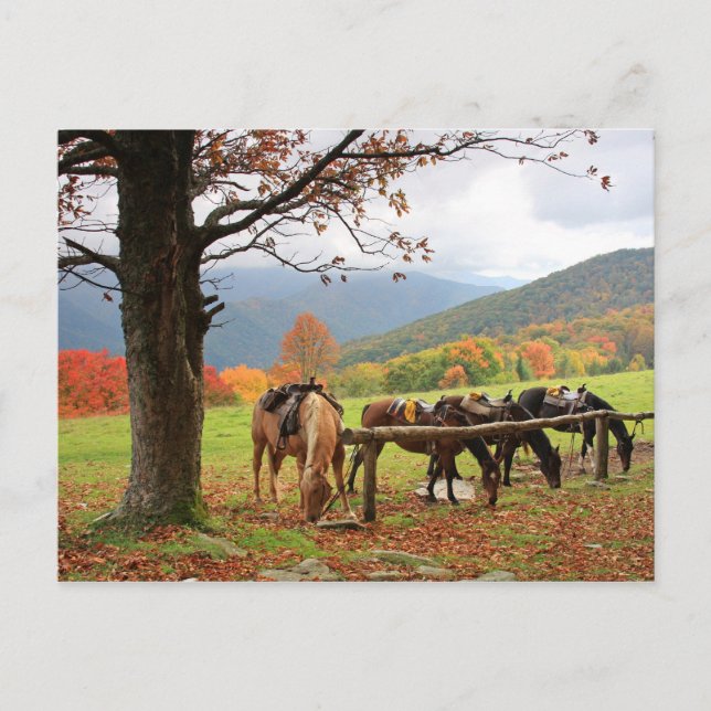 Pferde auf der Postkarte des Berges (Vorderseite)