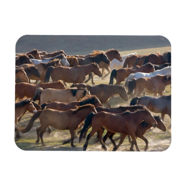 Pferde auf der Ranch, Innere Mongolei, China Magnet (Horizontal)