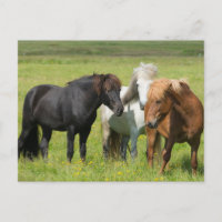 Pferde auf der Ranch, Südisland