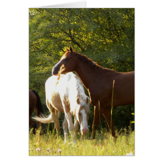 Pferde auf der Wiese