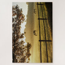 Pferde auf einem Feld am sonnigen Morgen