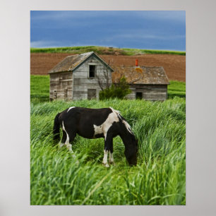 Pferde auf einem Feld im Palouse 2 Poster