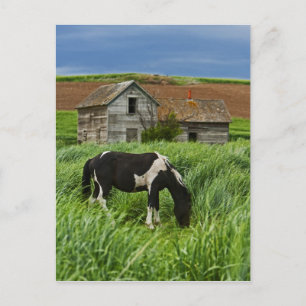 Pferde auf einem Feld im Palouse 2 Postkarte