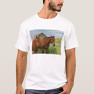 Pferde auf einem Feld in der Palouse betrachten 3 T-Shirt