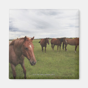 Pferde auf einem Feld Magnet