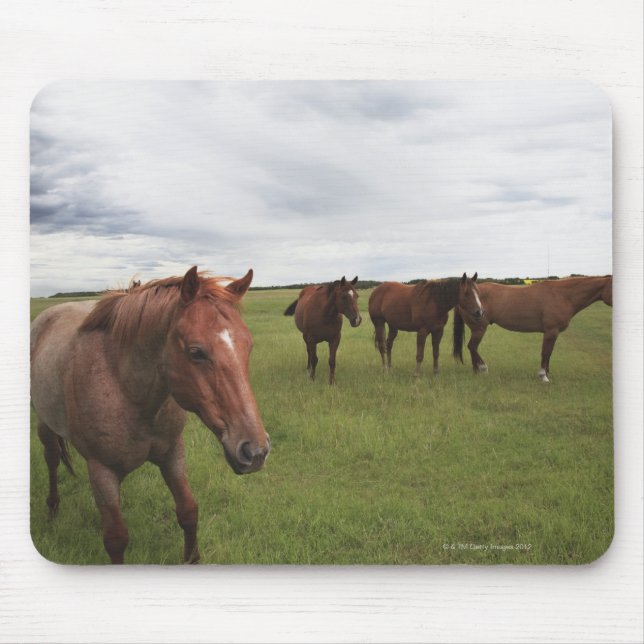 Pferde auf einem Feld Mousepad (Vorne)