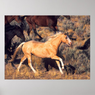 Pferde auf einer Ponderosa-Ranch Poster