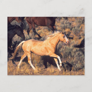 Pferde auf einer Ponderosa-Ranch Postkarte