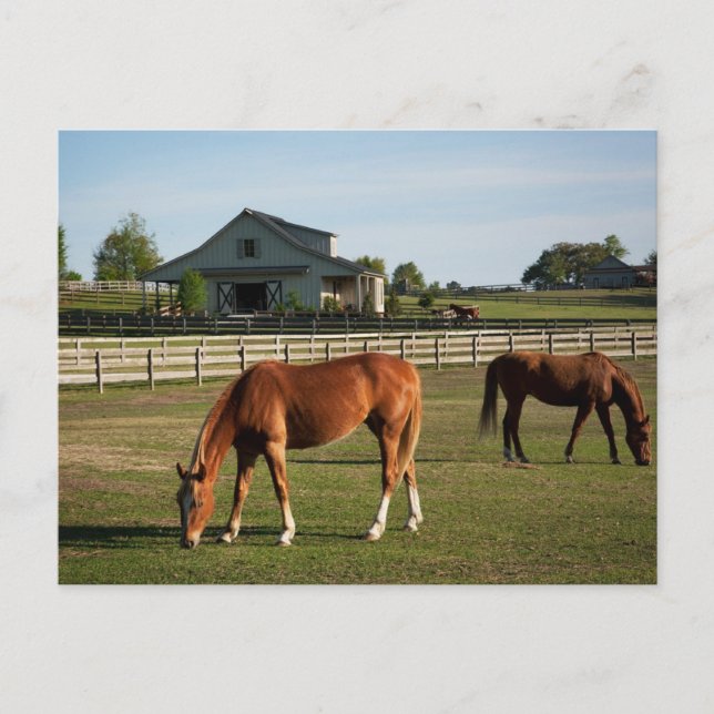 Pferde auf einer Ranch in Alabama Postkarte (Vorderseite)