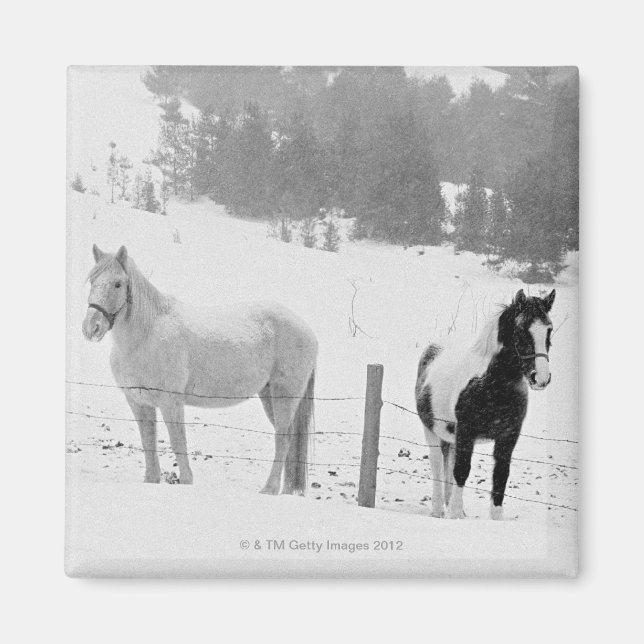 Pferde auf Ranch Magnet (Vorne)