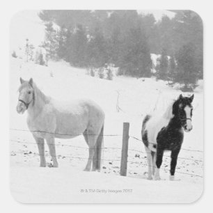 Pferde auf Ranch Quadratischer Aufkleber