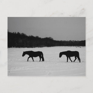 Pferde auf Schnee pccna Postkarte