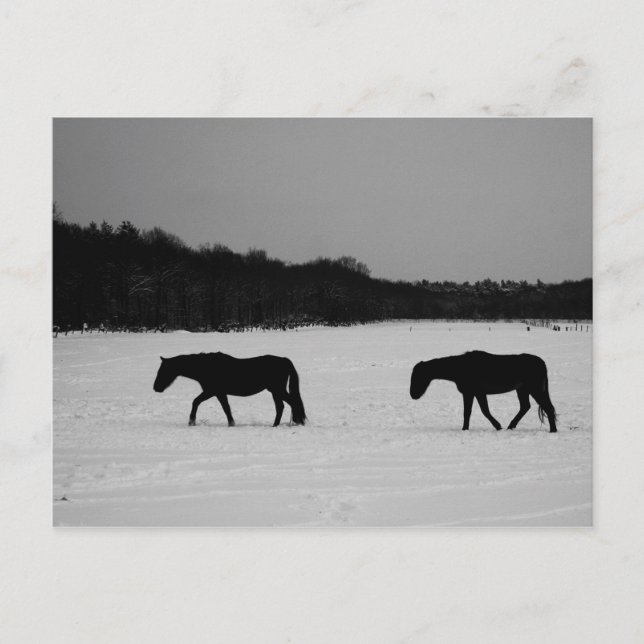 Pferde auf Schnee pccna Postkarte (Vorderseite)