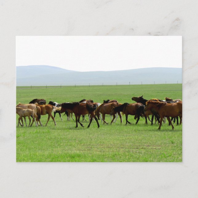 Pferde auf Weiden - Landschaft Postkarte (Vorderseite)