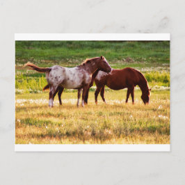 Pferde auf Weiden Postkarte