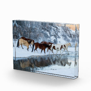 Pferde, die den Bach überqueren Fotoblock