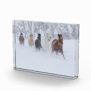 Pferde, die durch den Schnee laufen Fotoblock