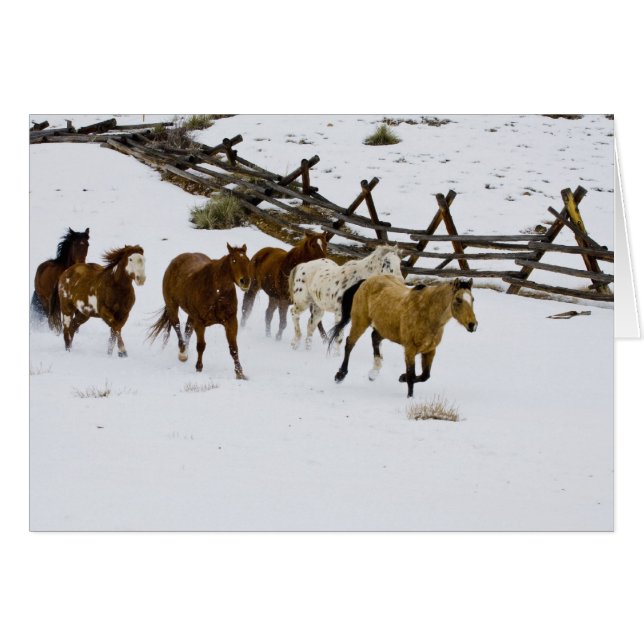 Pferde, die in Schnee laufen (Vorderseite (Horizontal))