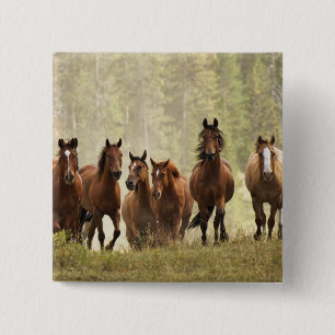 Pferde, die während der Roundup einen kleinen Hüge Button