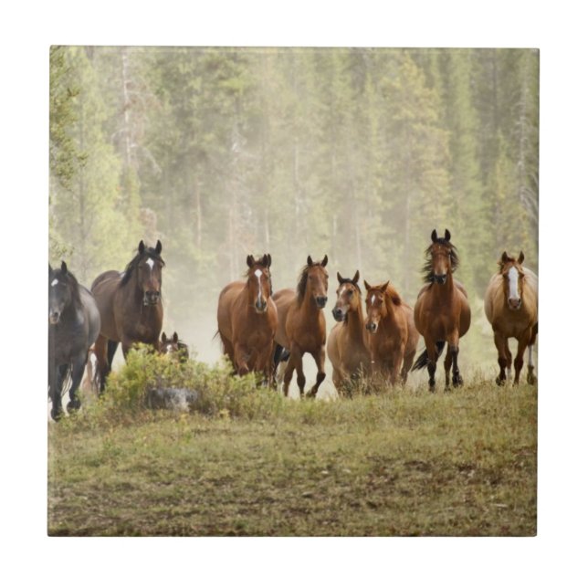 Pferde, die während der Roundup einen kleinen Hüge Fliese (Vorderseite)