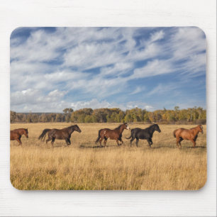 Pferde direkt außerhalb des Grand Teton National P Mousepad
