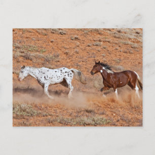Pferde durch das große Horn MT der Muschel Wyoming Postkarte