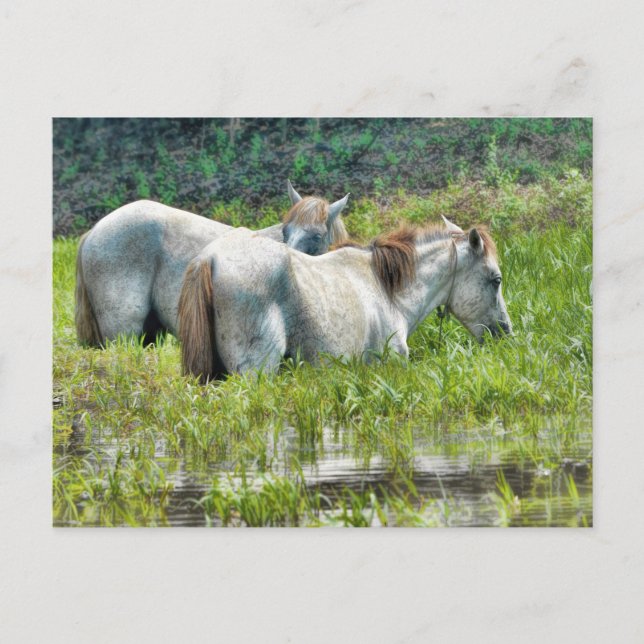 Pferde entlang des Amazonas Postkarte (Vorderseite)