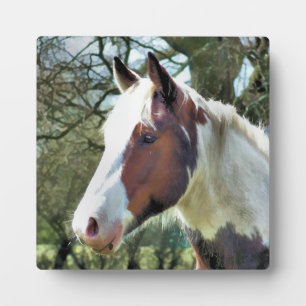 PFERDE FOTOPLATTE