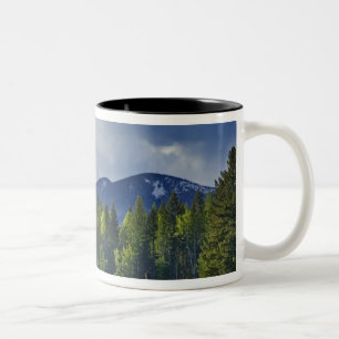 Pferde grasen auf einer Weide in der Nähe von Whit Zweifarbige Tasse