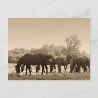 Pferde Grazing - Sepia Toned Foto Postkarte