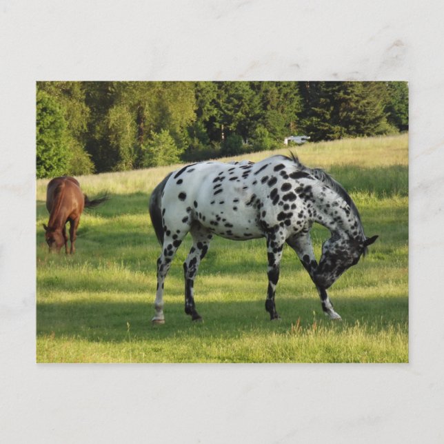 Pferde im Abend Postkarte (Vorderseite)