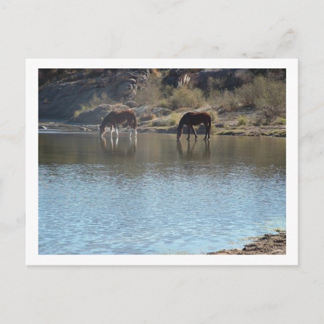 Pferde im Fluss Postkarte (Vorderseite)