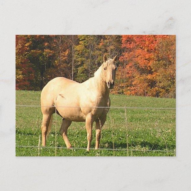 Pferde im Herbst Postkarte (Vorderseite)