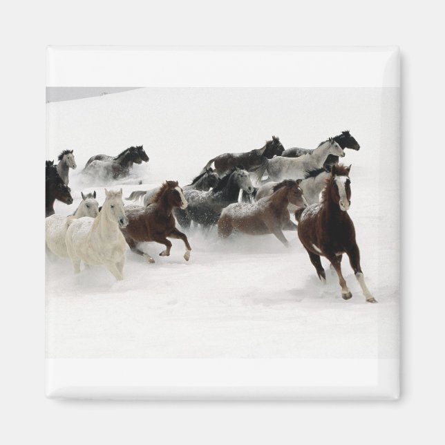 Pferde im Schnee Magnet (Vorne)