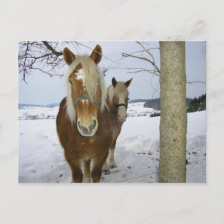 Pferde im Schnee Postkarte